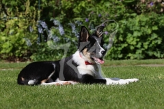 Collie - Border