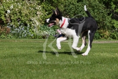 Collie - Border