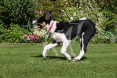 Collie - Border
