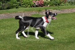 Collie - Border