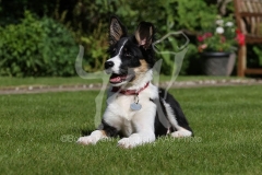 Collie - Border