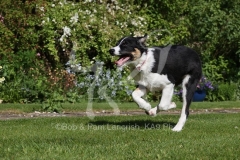 Collie - Border