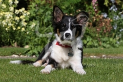Collie - Border