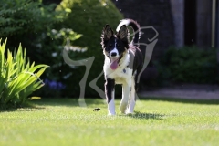 Collie - Border