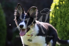 Collie - Border