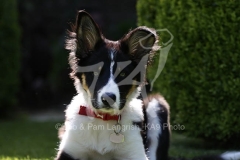 Collie - Border