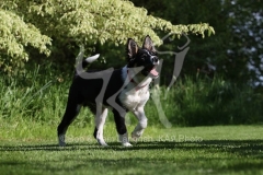 Collie - Border