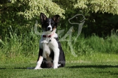 Collie - Border