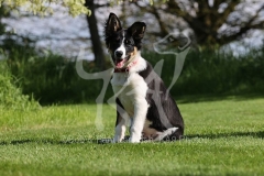 Collie - Border