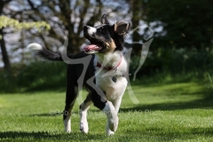 Collie - Border