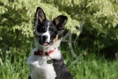 Collie - Border