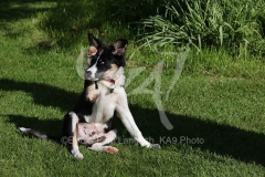 Collie - Border