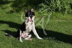 Collie - Border