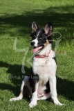Collie - Border