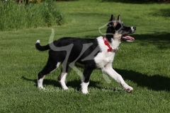 Collie - Border