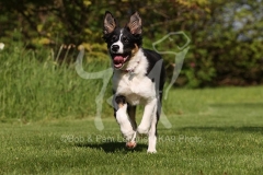 Collie - Border