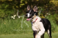 Collie - Border