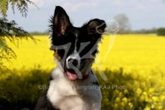 Collie - Border