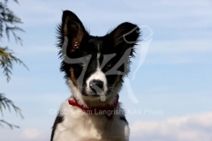 Collie - Border