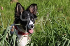 Collie - Border
