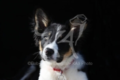 Collie - Border