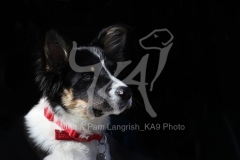 Collie - Border