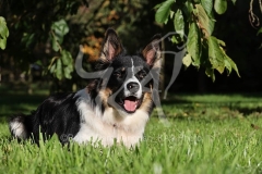 Collie - Border