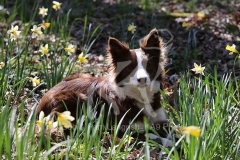 Collie - Border