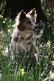 Collie - Border