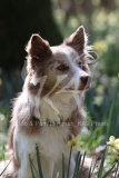 Collie - Border