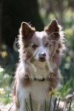 Collie - Border