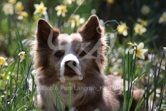 Collie - Border