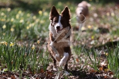 Collie - Border
