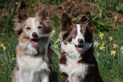 Collie - Border
