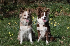 Collie - Border