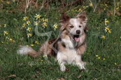 Collie - Border