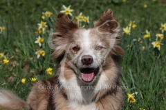 Collie - Border