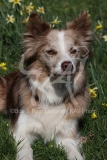 Collie - Border