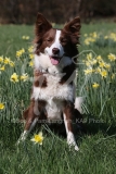 Collie - Border
