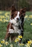 Collie - Border