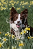 Collie - Border