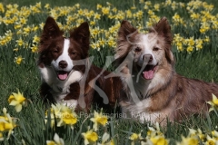Collie - Border