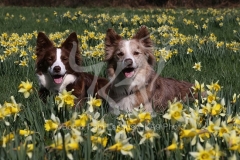 Collie - Border