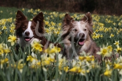 Collie - Border