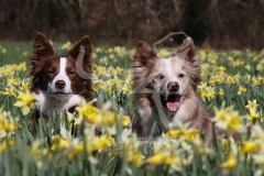 Collie - Border