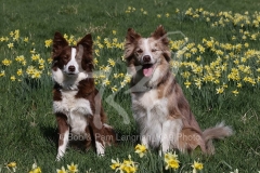 Collie - Border