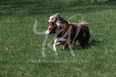 Collie - Border