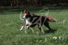 Collie - Border