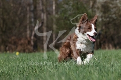 Collie - Border