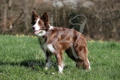 Collie - Border